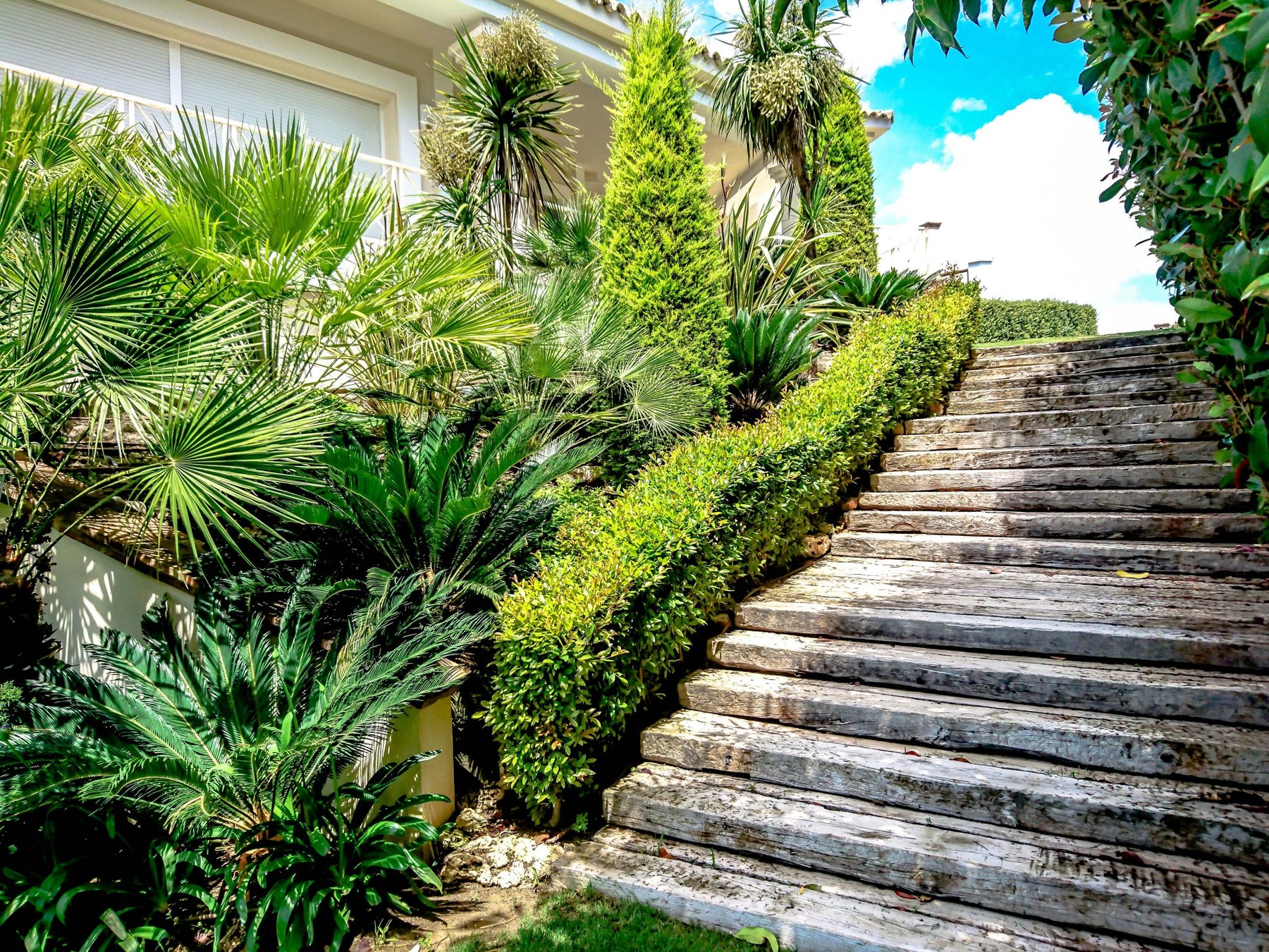 Sculpted subtropical garden and stone steps